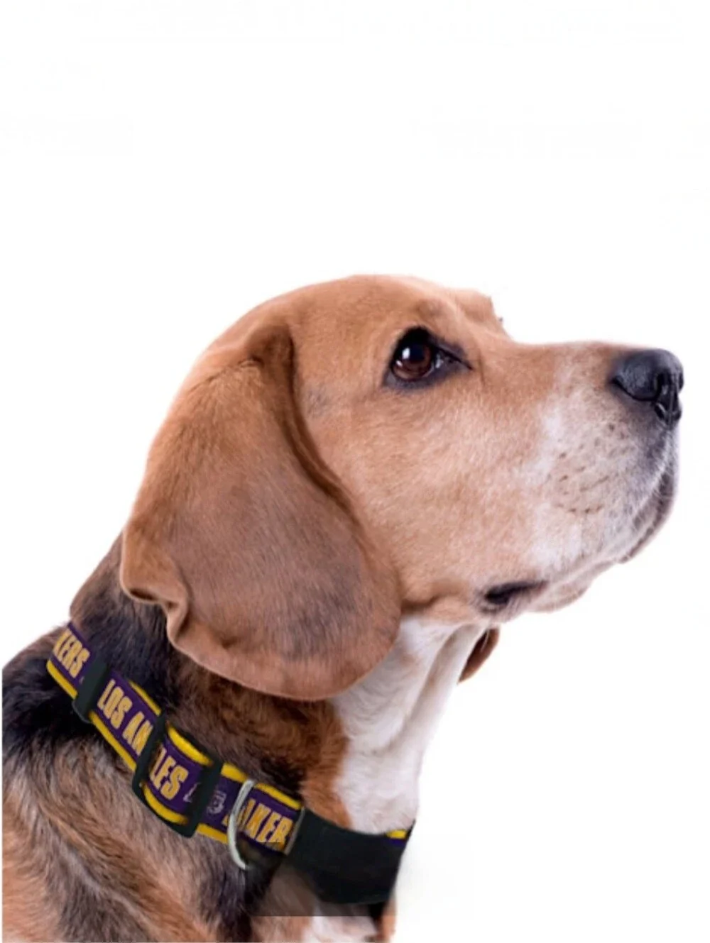 NBA Los Angeles Lakers Pet Dog Collar Adjustable Size Large New NIP